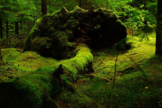 Best Eco-Friendly Camping Chairs and Furniture