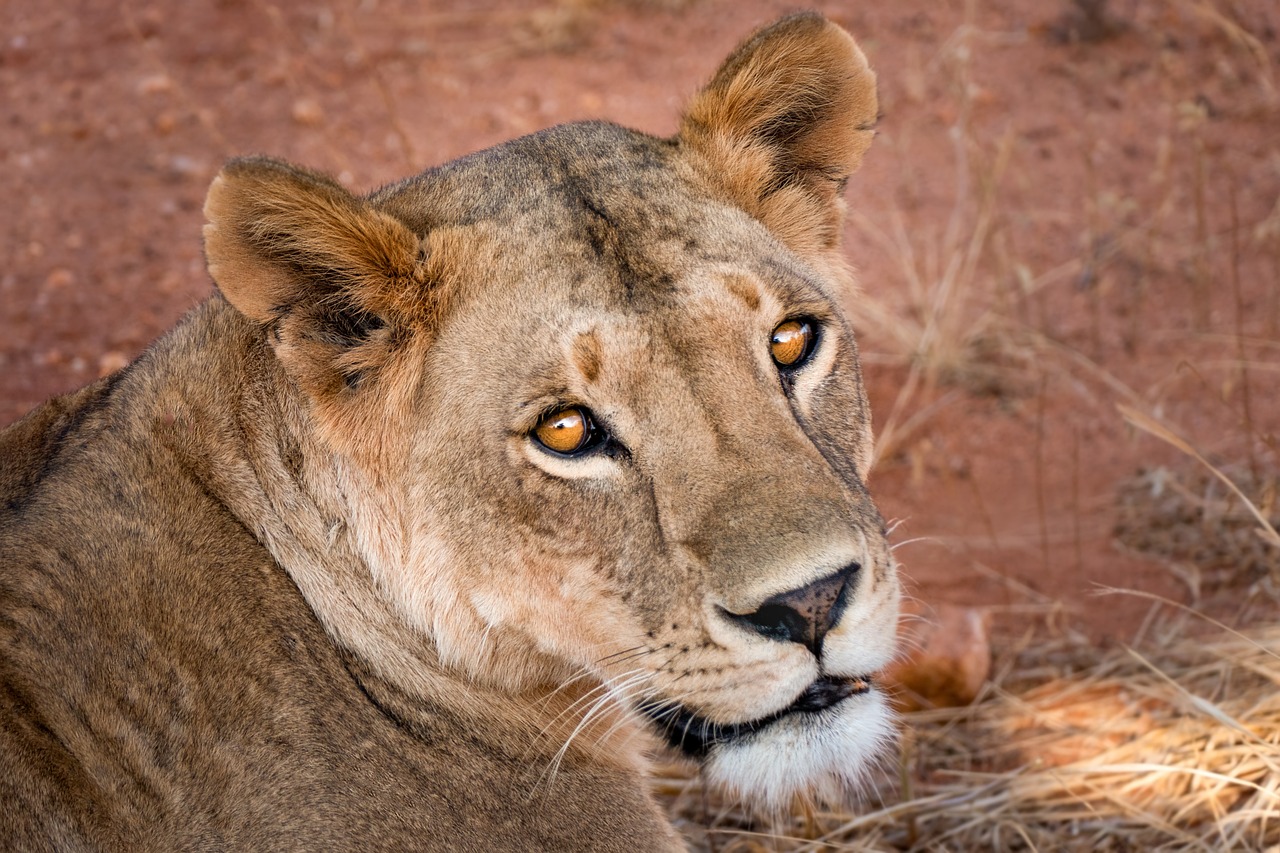 lioness, lion, pet, wild, king, cat, wildlife, africa, carnivores, animal, predator, safari, animals, nature, south afri