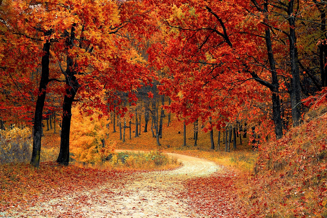 road, forest, fall, path, trail, trees, woods, foliage, leaves, autumn, season, seasonal, natural, landscape, scenic, na