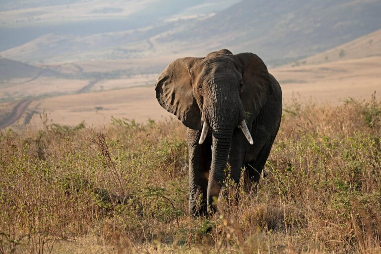 Best Eco-Conscious Safari Destinations in Africa for Responsible Travelers