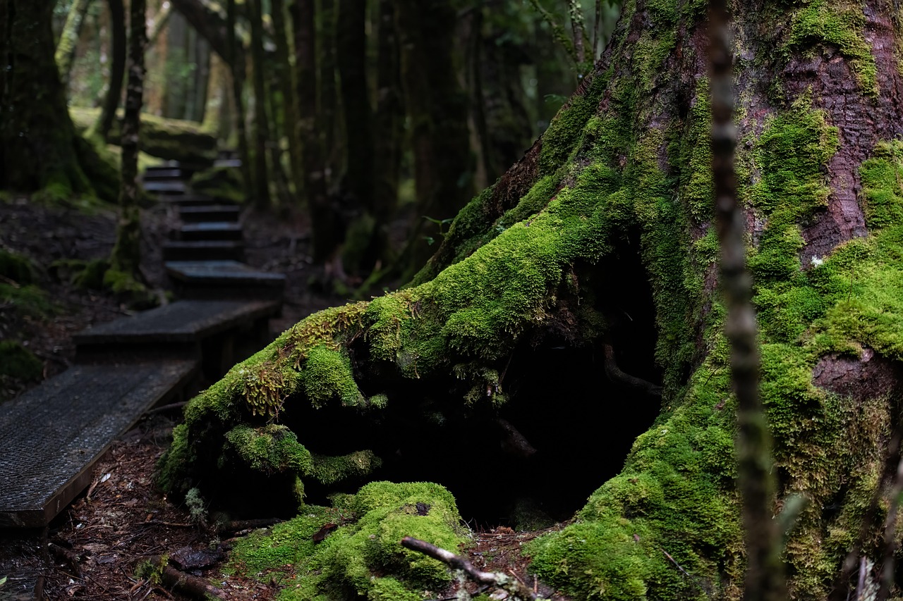 trees, forest, moss, rainforest, woods, wilderness, nature, path, trail, track, outdoors, tasmania, cradle mountain, nat