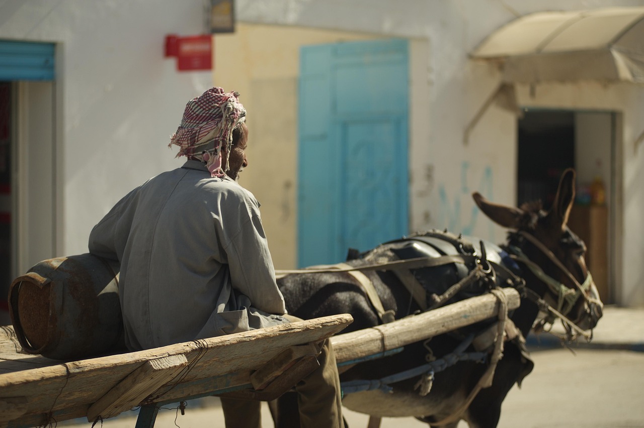 tunisia, man, team, donkey, road, rides, home, village, canister, tunisia, donkey, donkey, donkey, donkey, donkey, villa