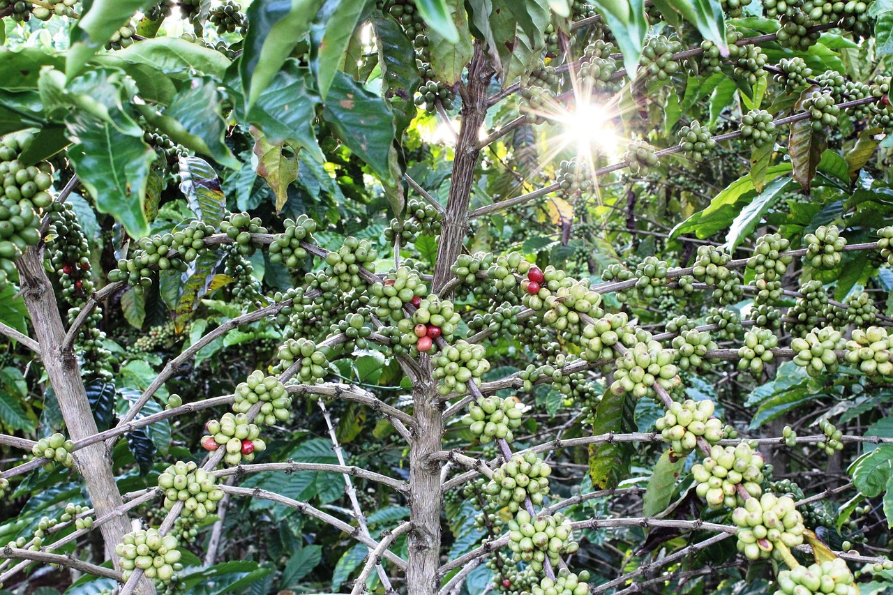coffee, tree, grain, agriculture, grains, nature, farm, crop, coffee plantation, field, coffee plantation, coffee planta