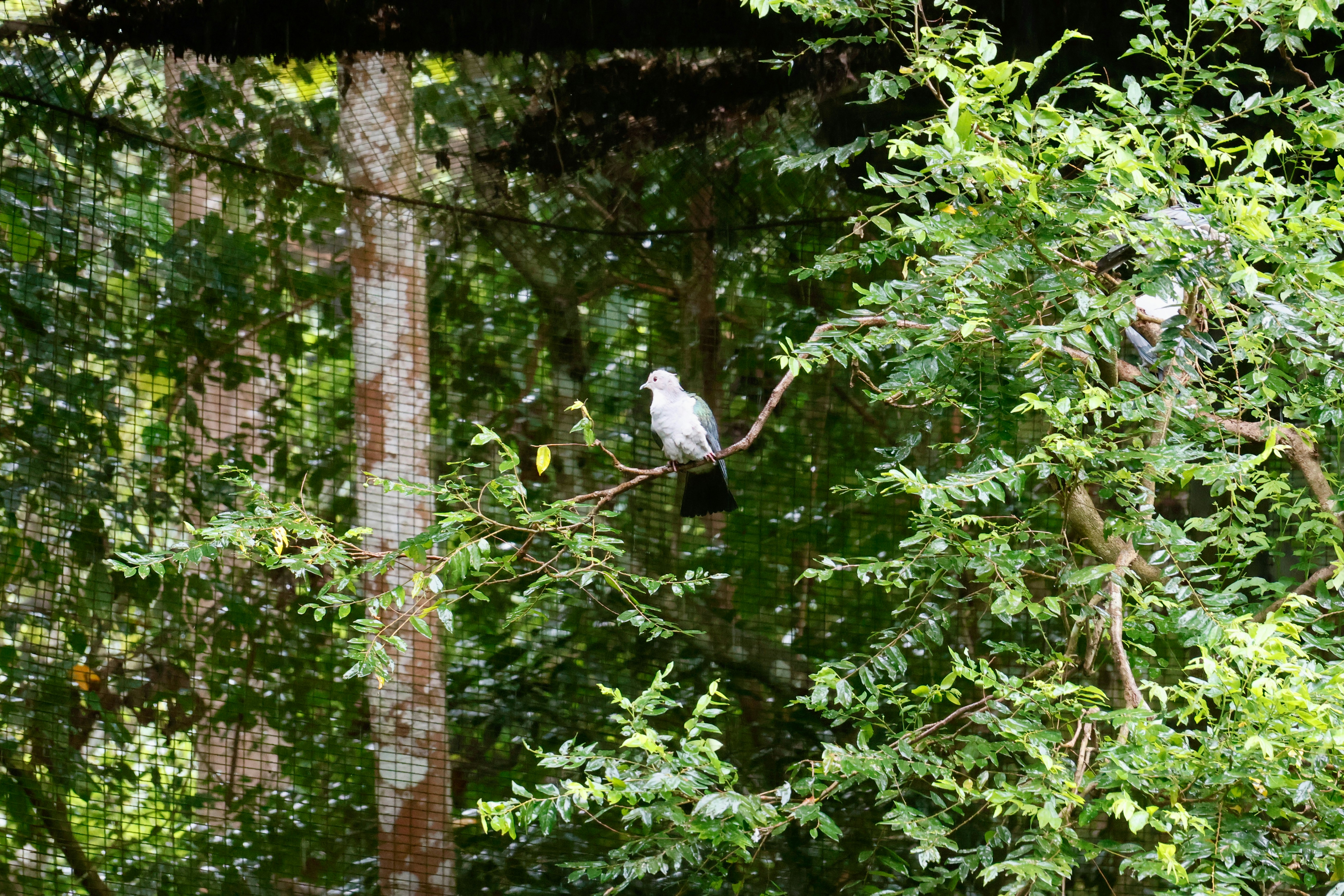 A white bird perched on a tree branch.